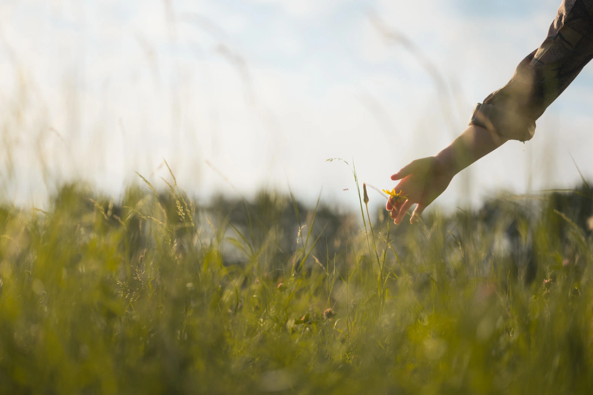 Foto einer Hand, die in eine Blumenwiese greift
