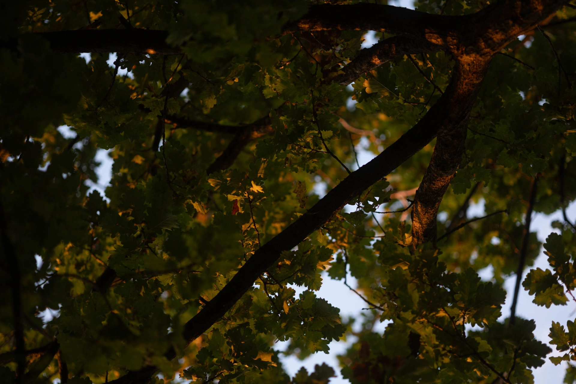 Bild von einen Baum, Blätter und Äste, Herbstlich