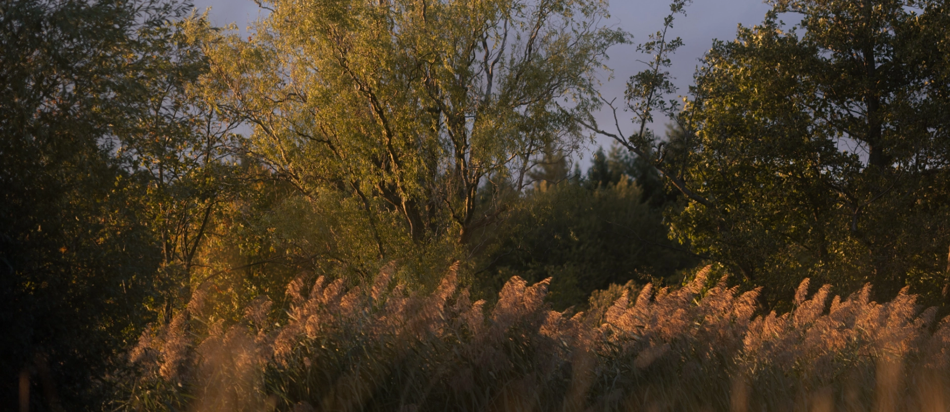 Landschaft mit Schilf, Gras, Bäumen, herbstliche Landschaft
