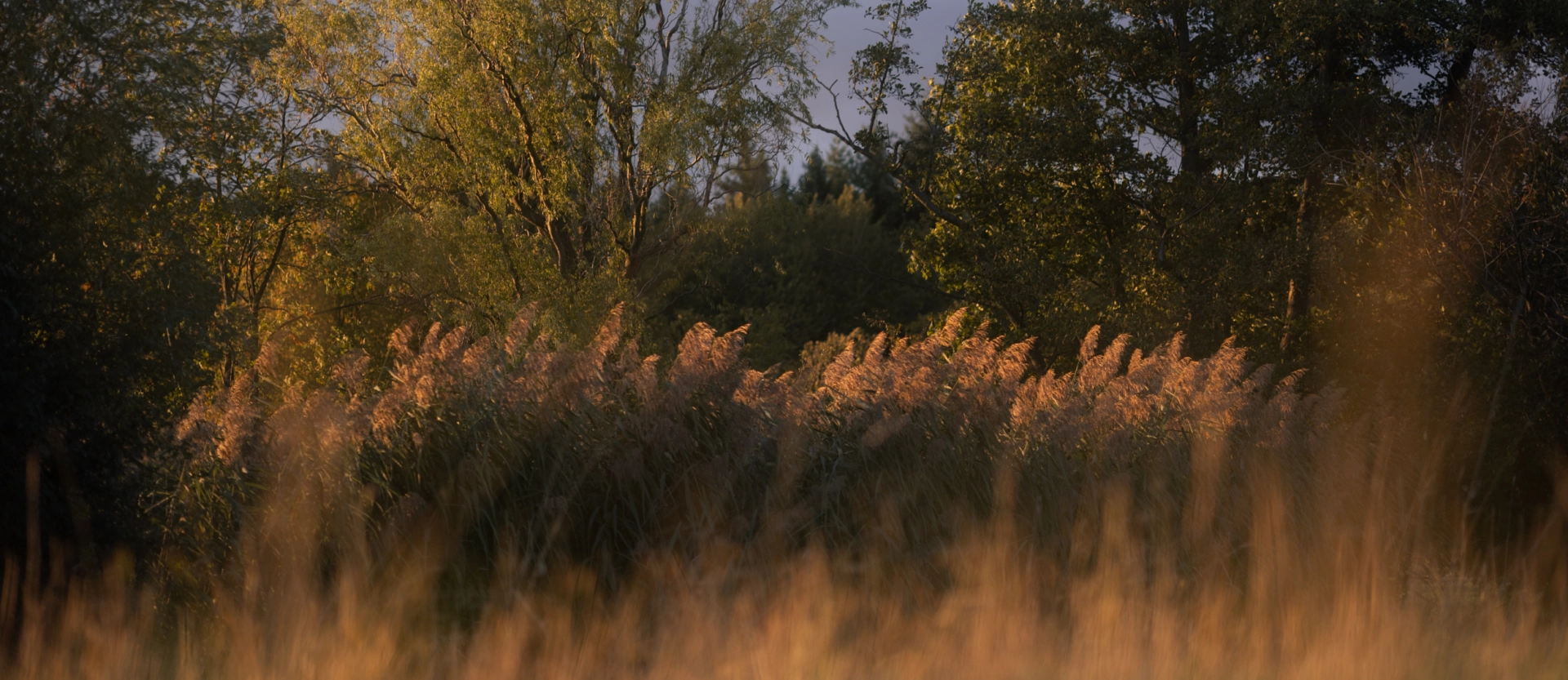 Landschaftsbild mit Schilf, Gras, Bäume