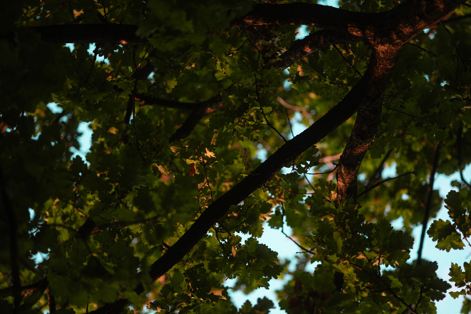 Bild von einen Baum, Blätter und Äste, Herbstlich